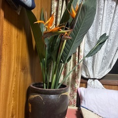 ゴクラクチョウカの画像