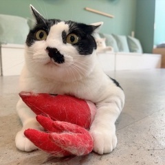 【モコ】猫も人も好きです！