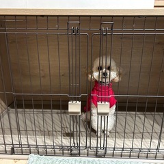 ペットゲージ【ほぼ未使用】の画像