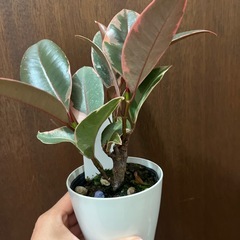 フィカスルビーの画像