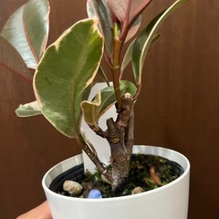 フィカスルビーの画像