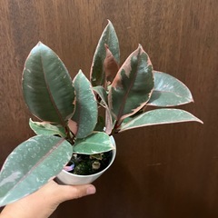 フィカスルビーの画像