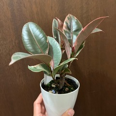 フィカスルビーの画像