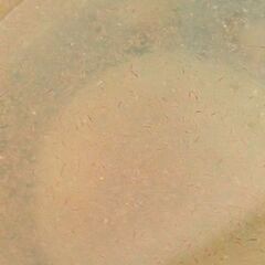 生クロレラ  タマミジンコの画像