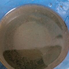 生クロレラ  タマミジンコの画像