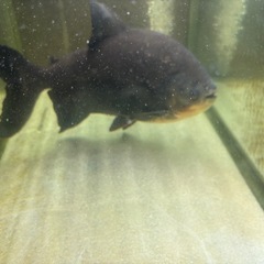 水槽2台と魚2匹セットの画像