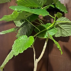 ウンベラータの画像