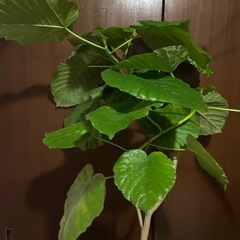 ウンベラータの画像