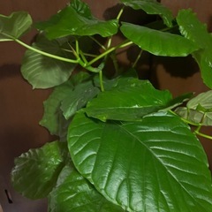 ウンベラータの画像