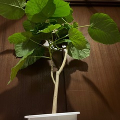 ウンベラータの画像