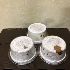 【11月8日まで】能勢YG血統 国産オオクワガタ 初令〜2令幼虫 3頭 ♂87.3㎜×♀50.7㎜ 120cc菌糸プリンカップ入の画像