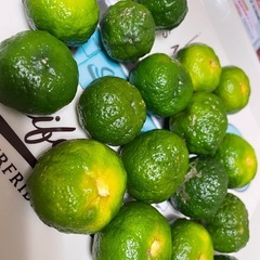 沖永良部島シークワサー３個の画像