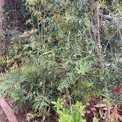 植木 1本 2000円から の画像