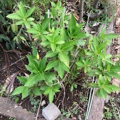 植木 1本 2000円から の画像