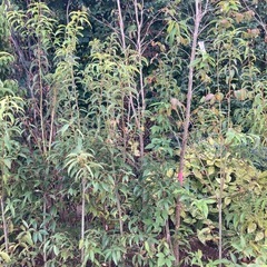 植木 1本 2000円から の画像