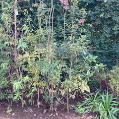 植木 1本 2000円から の画像