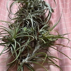 エアープランツ　チランジア の画像
