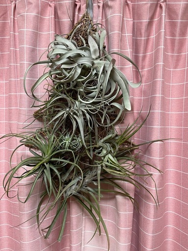 エアープランツ　チランジア