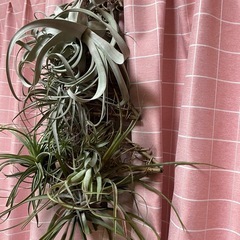 エアープランツ　チランジア の画像