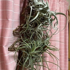エアープランツ　チランジア の画像