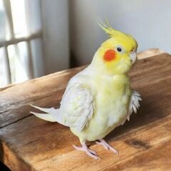 迷子のオカメインコ