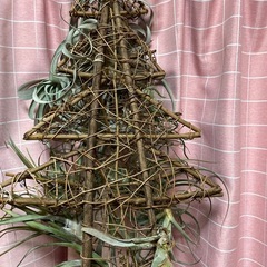 エアープランツ　チランジア の画像