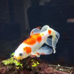 金魚（朱文金）2匹の画像