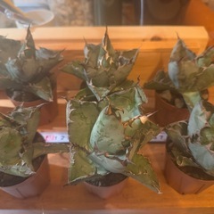 アガベ　チタノタ　ブラックアンドブルー　BBの画像