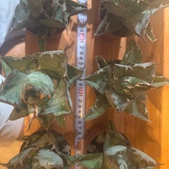 アガベ　チタノタ　ブラックアンドブルー　BBの画像