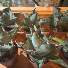 アガベ　チタノタ　ブラックアンドブルー　BBの画像