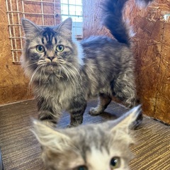 【緊急募集】血統猫20匹ほど里親募集しています