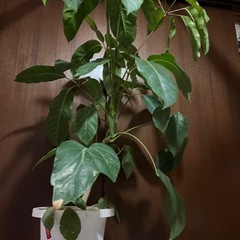 シェフレラ　バッサイアの画像