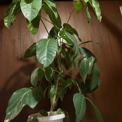 シェフレラ　バッサイアの画像