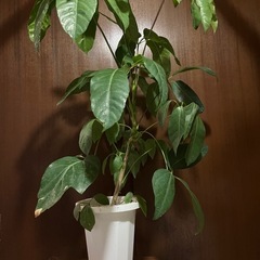 シェフレラ　バッサイアの画像