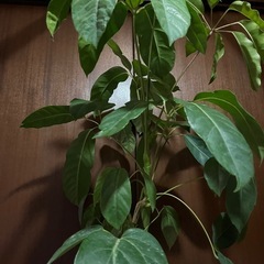 シェフレラ　バッサイアの画像