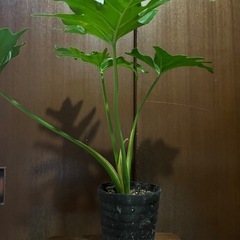 セロームの画像