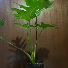 セロームの画像