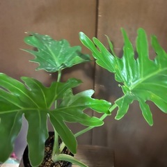 セロームの画像