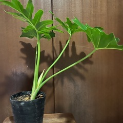 セロームの画像