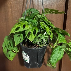 マドカズラ　エクスピラータ　オブクリアの画像