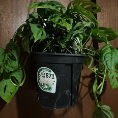 マドカズラ　エクスピラータ　オブクリアの画像