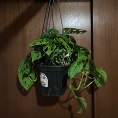 マドカズラ　エクスピラータ　オブクリアの画像