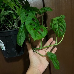 マドカズラ　エクスピラータ　オブクリアの画像