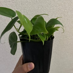 フィロデンドロン　オキシカルジウム　グリーンの画像