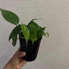 フィロデンドロン　オキシカルジウム　グリーンの画像