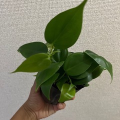 フィロデンドロン　オキシカルジウム　グリーンの画像