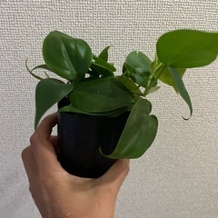 フィロデンドロン　オキシカルジウム　グリーンの画像