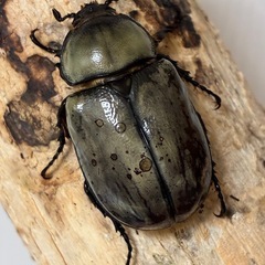 グラントシロカブト成虫♂１♀2の画像