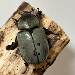 グラントシロカブト成虫♂１♀2の画像