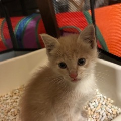 子猫　保護猫　茶白　